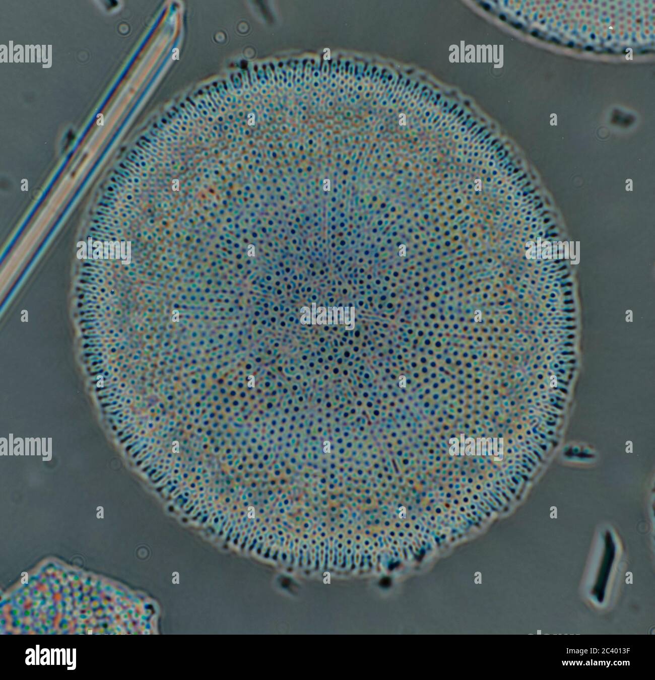 Phytoplankton biodiversity microscope hi-res stock photography and ...