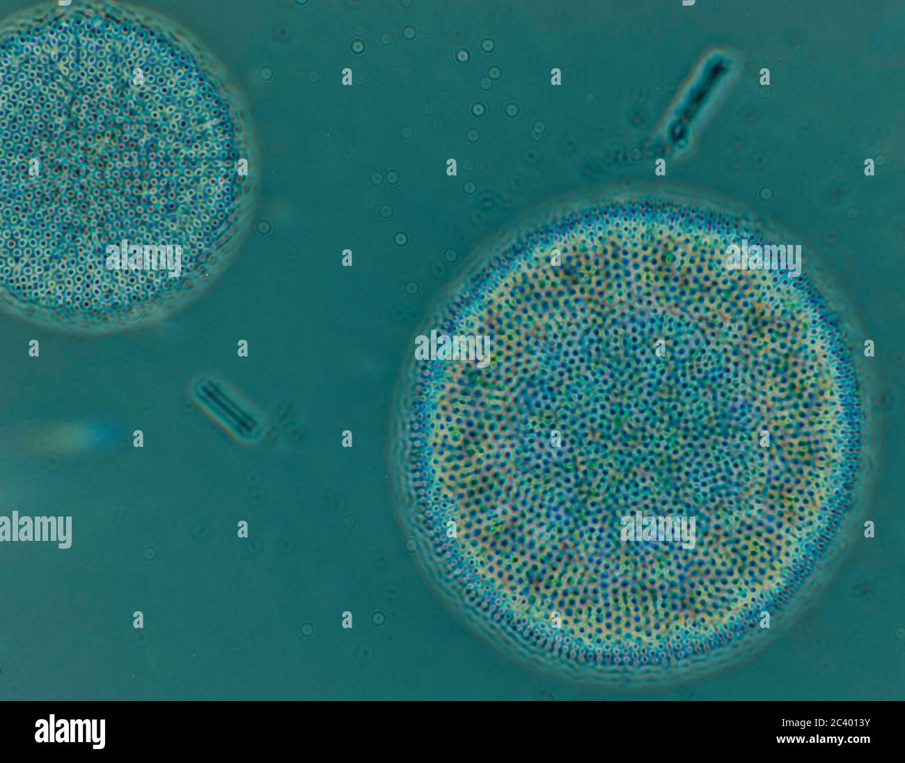Phytoplankton Arctic High Resolution Stock Photography and Images - Alamy
