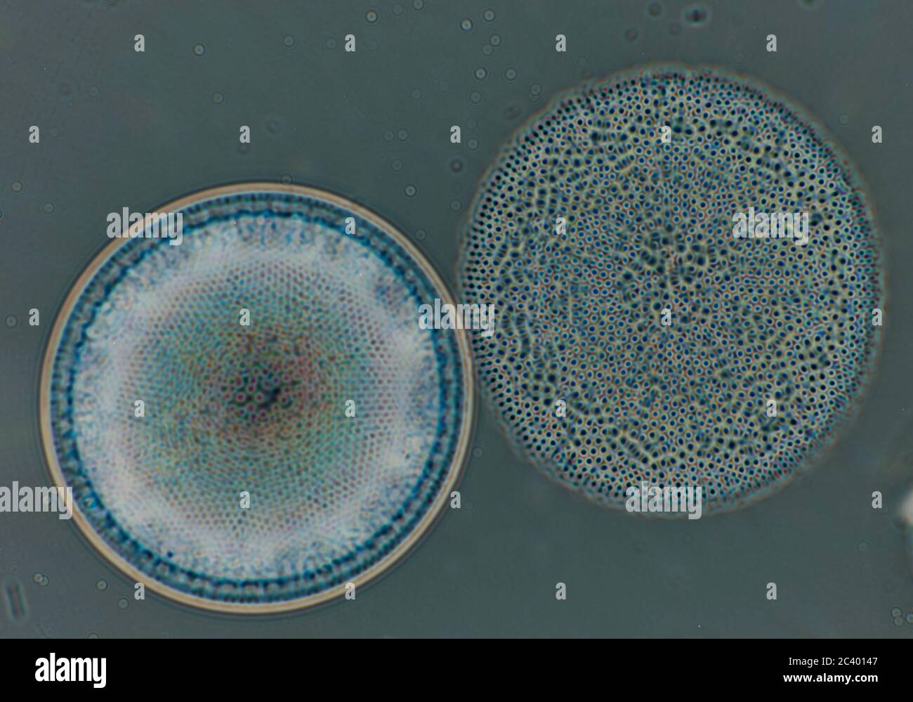 Phytoplankton Arctic High Resolution Stock Photography and Images - Alamy