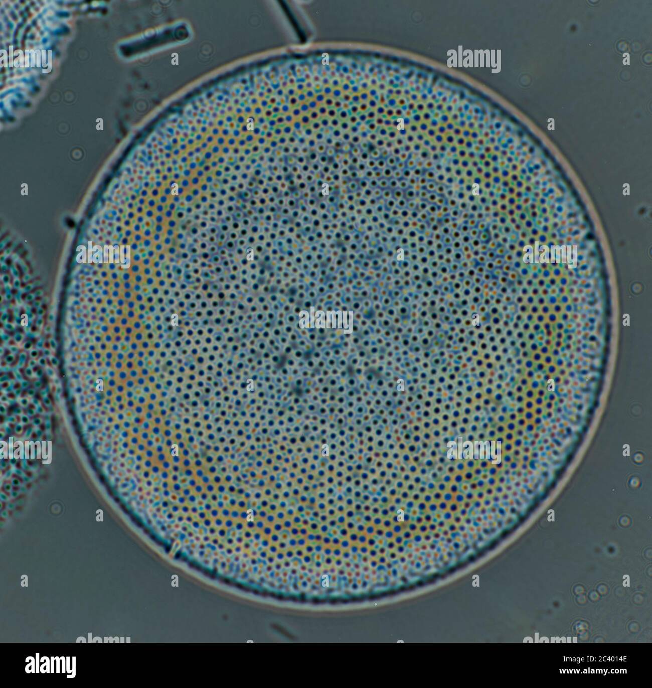 Phytoplankton arctic hi-res stock photography and images - Alamy
