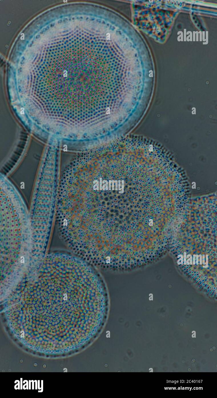 Phytoplankton arctic hi-res stock photography and images - Alamy