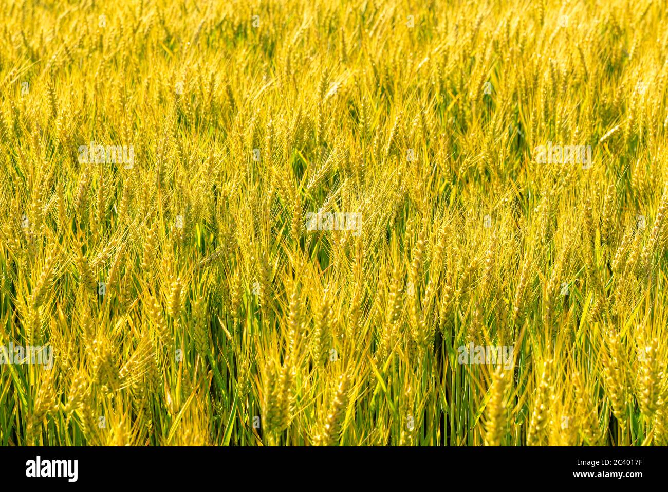 Wheat field texture background hi-res stock photography and images - Alamy