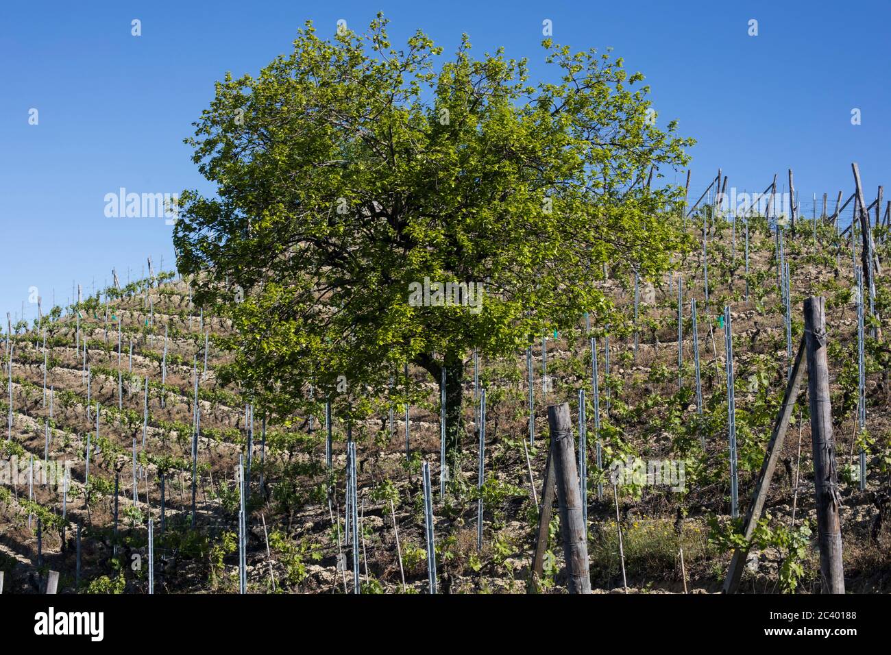A tree in a vineyard near Sessame, Piedmont, Italy Stock Photo