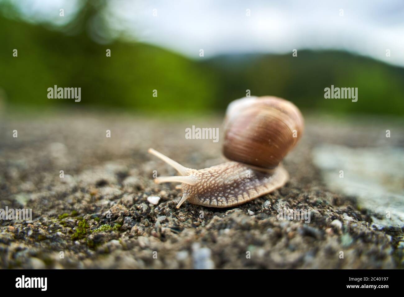 Snail Shot Closeup shot of a snail in a rainy day Stock Photo - Alamy
