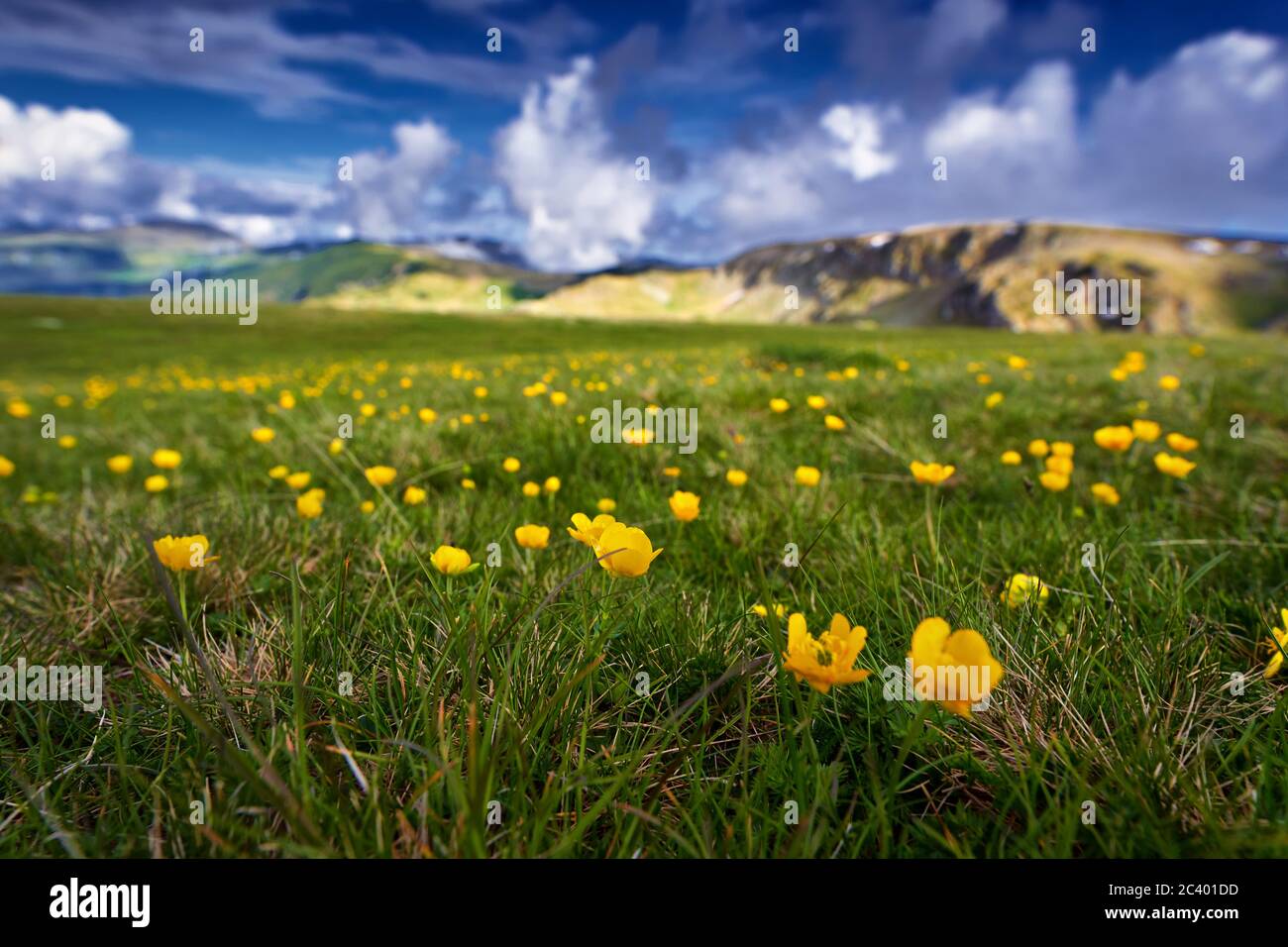Landscape with celandine flowers on a mountain range Stock Photo