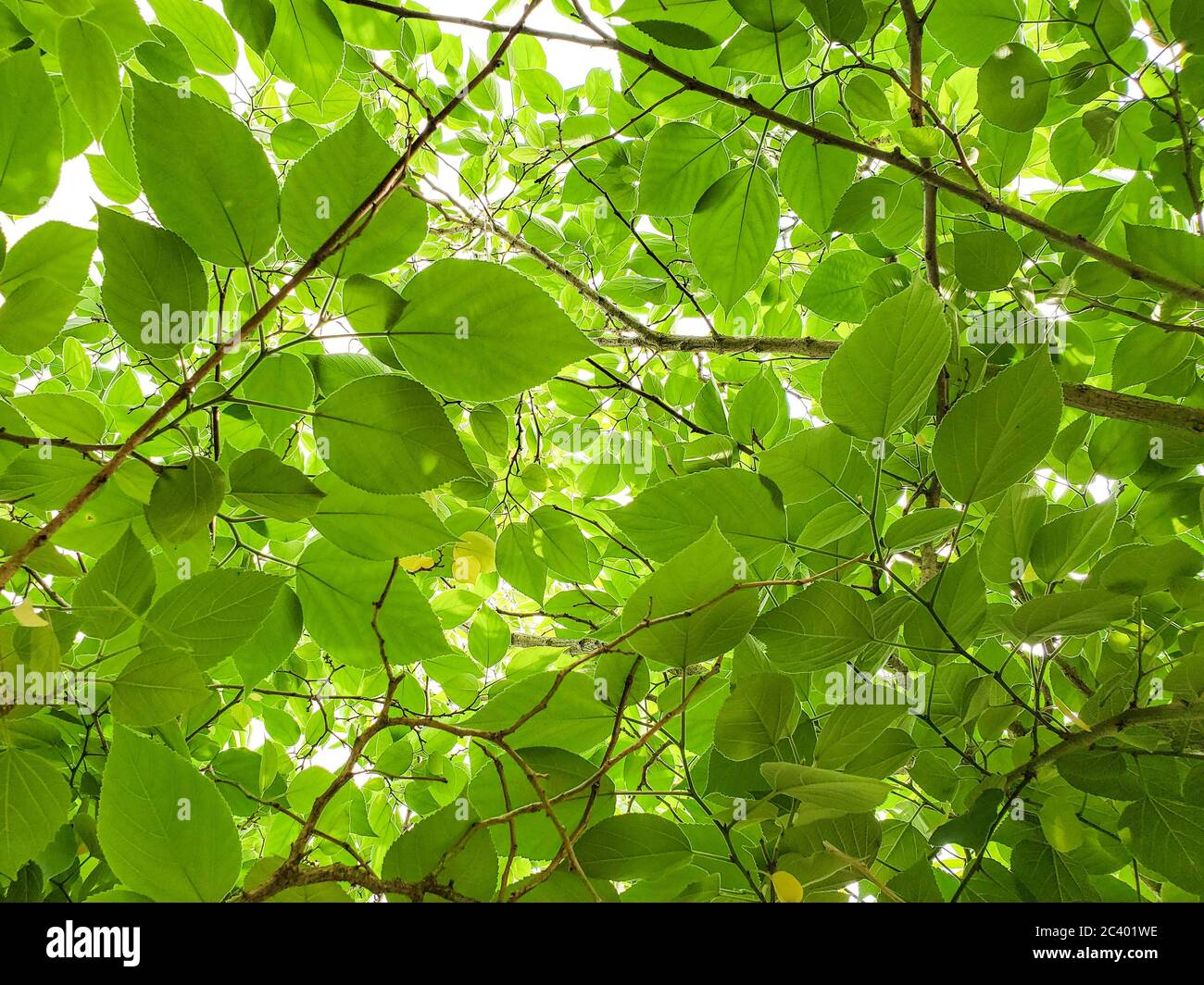 Green leaves foliage on bright sunbeams background,texture pattern Stock Photo