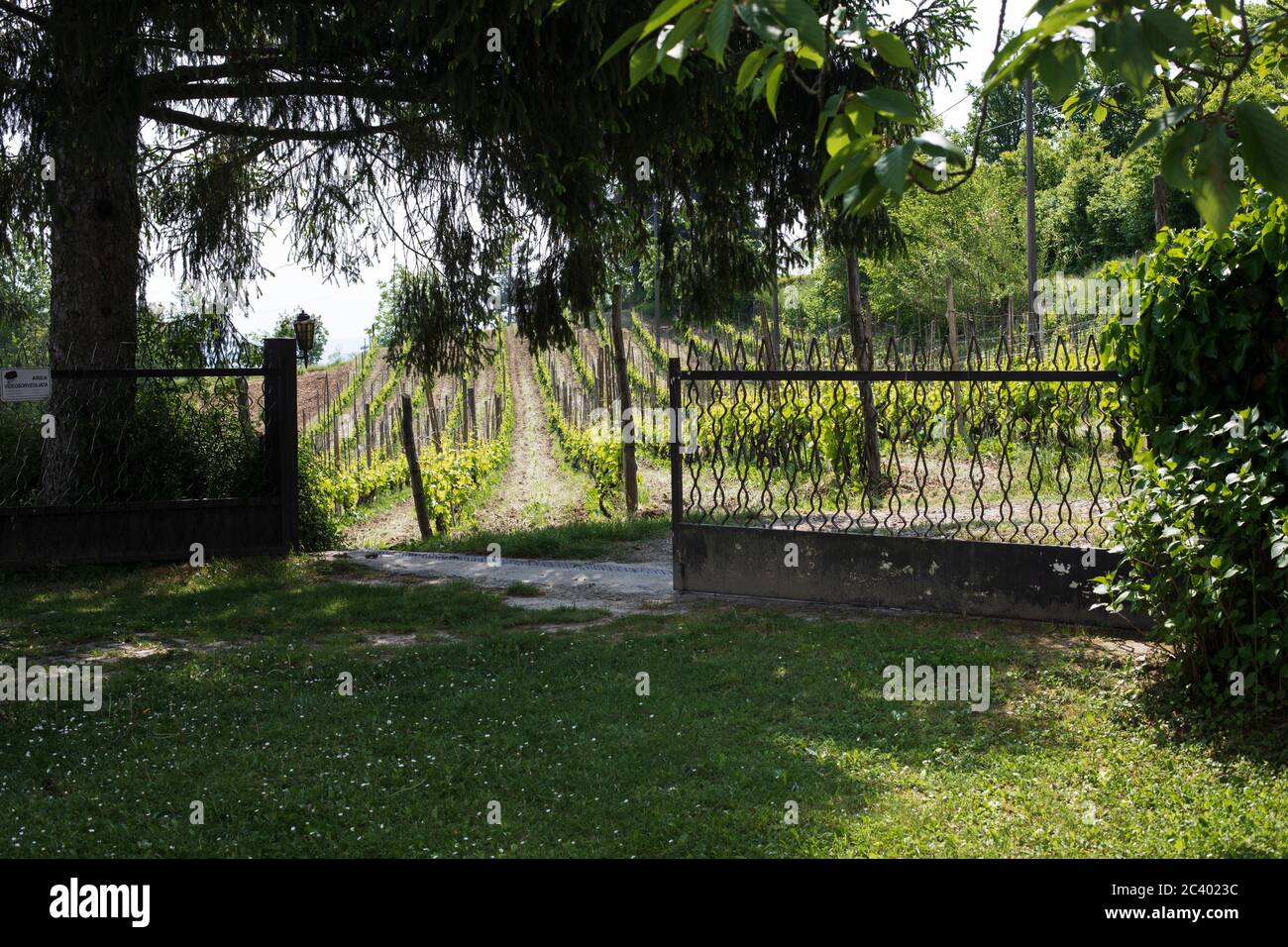 Vine rows near Sessame, Piedmont, Italy Stock Photo
