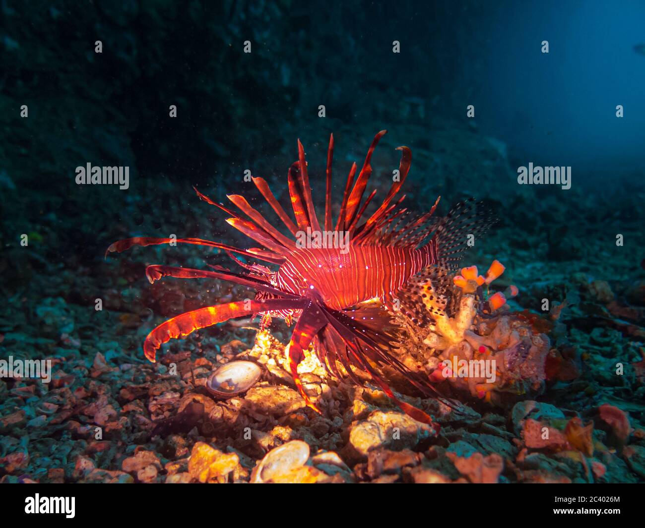 A Lionfish lit up with a torch near the entrance of a cave at Gato Island, Malapascua, Philippines Stock Photo