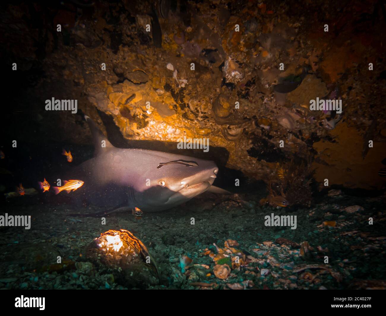 Requie A whitetip reef shark (Triaenodon obesus) in an underwater cave at Gato ...
