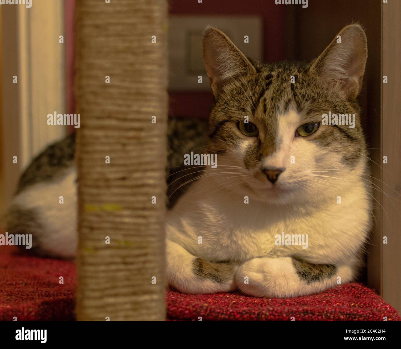 i love this post cat