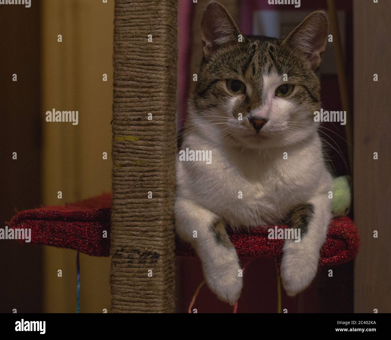 i love this post cat