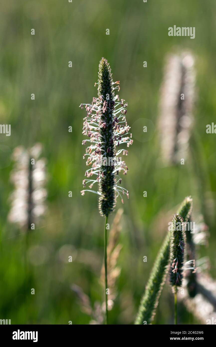 Timothy Grass Seed Nz No Tax educatel.web.uah.es