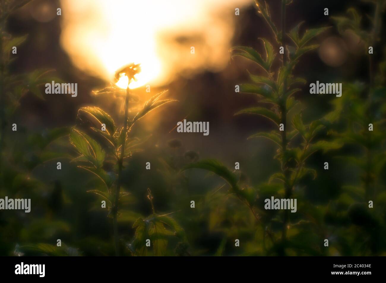 Glowing sharpness hi-res stock photography and images - Alamy