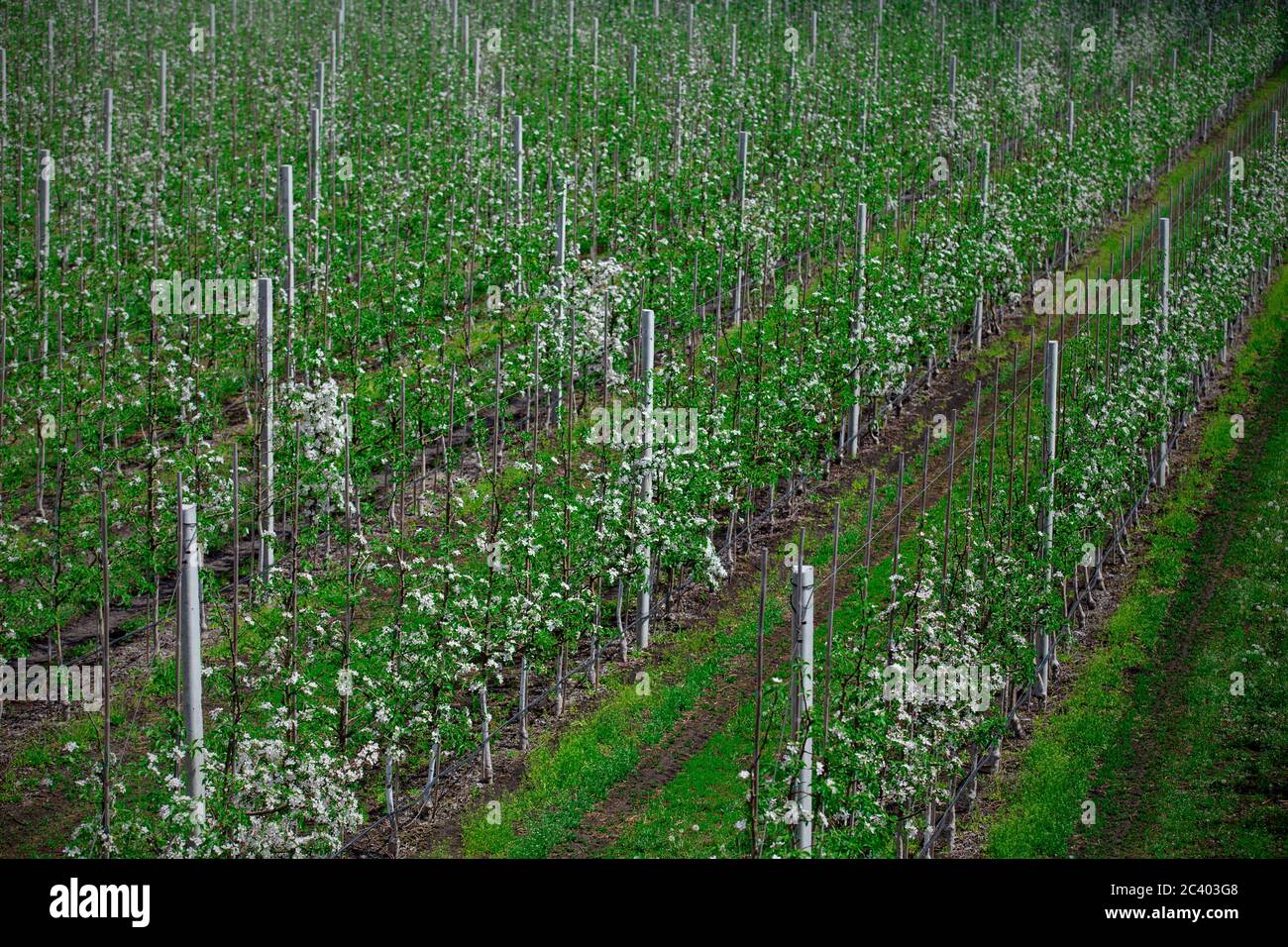 Industrial production. Seedlings of trees with stand on field with grass Stock Photo Alamy