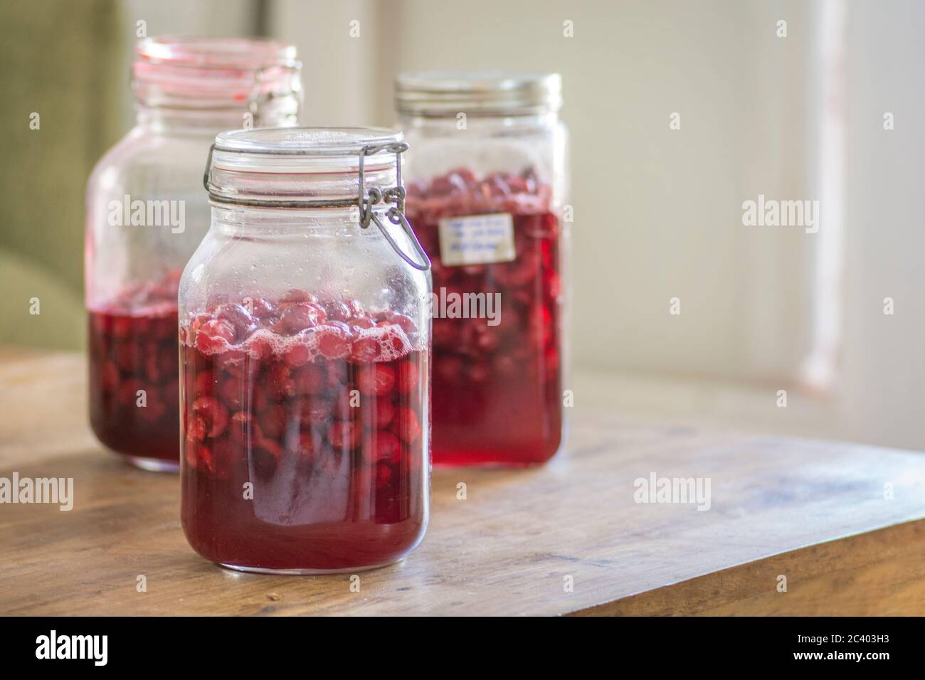 Homemade Vishniac or Visinata liqueur, made of sour Vishnia Cherries. The fruits are being fermented in a glass jar. Stock Photo