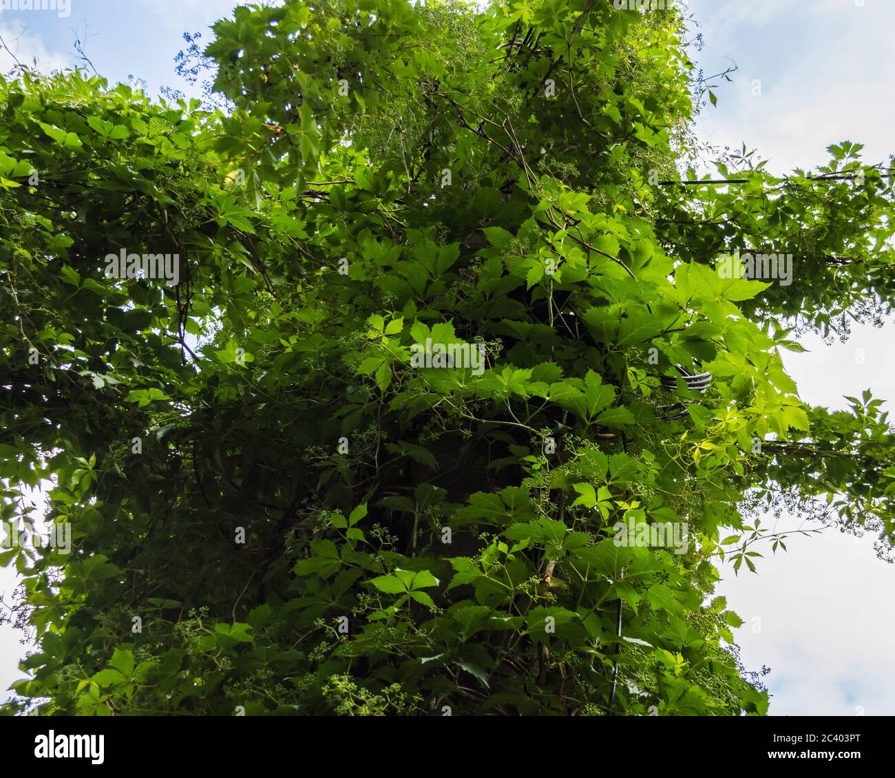 An ivy-filled electricity pole looking like a tree Stock Photo