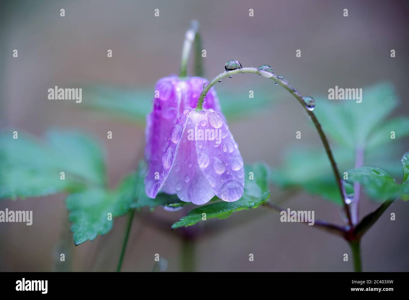 Flower Anemona Nemorosa covered with water drops after rain Stock Photo
