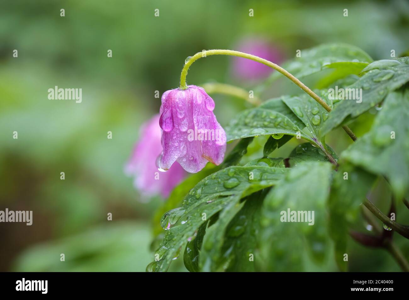 Flower Anemona nemorosa covered with water drops after rain Stock Photo