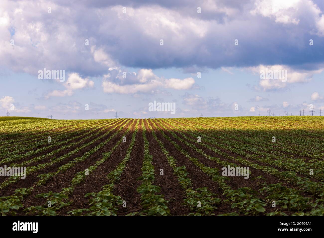 Agricultural field with a sunflower crop in early summer Stock Photo ...