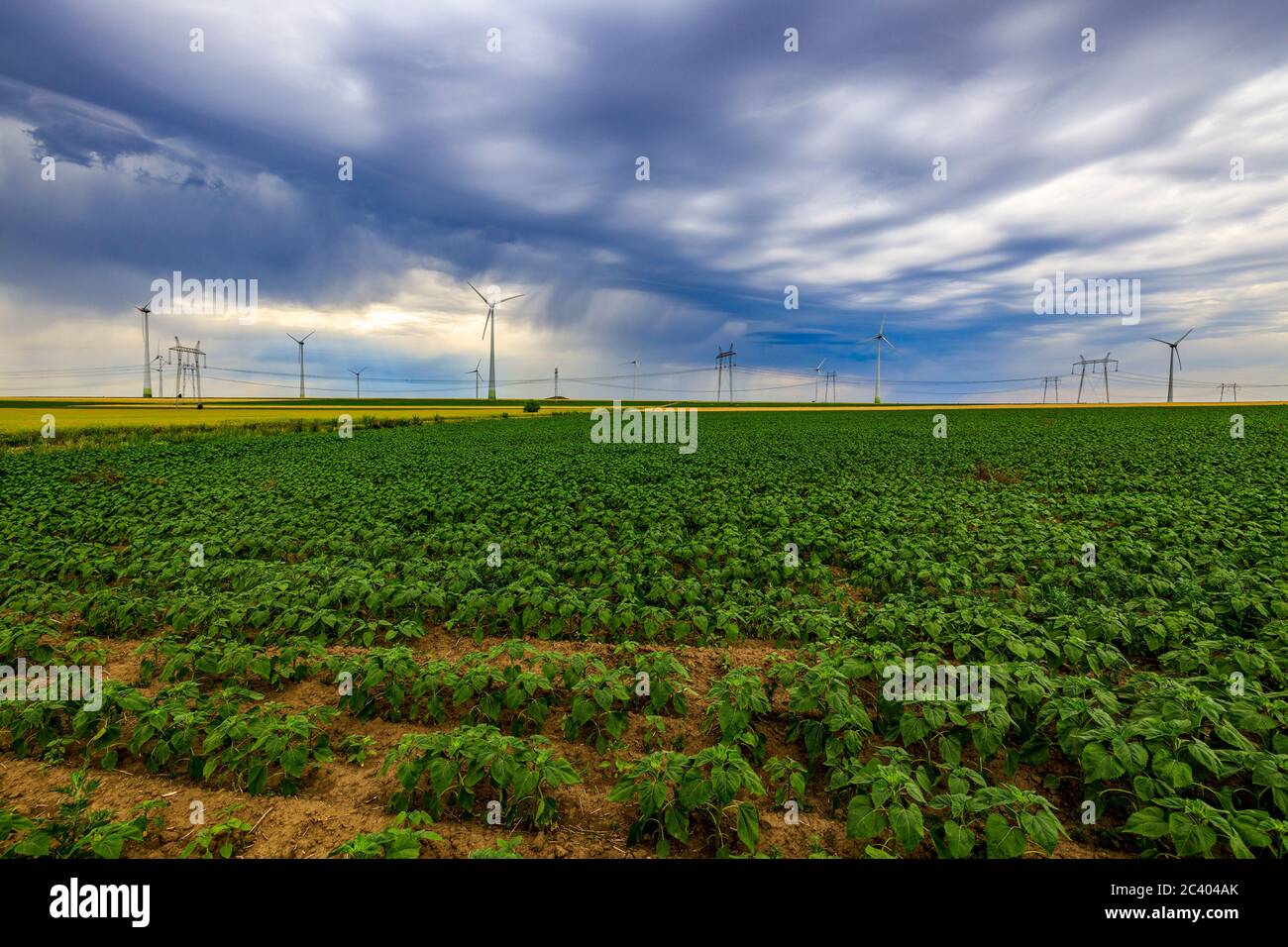 Agricultural field with a sunflower crop in early summer Stock Photo ...