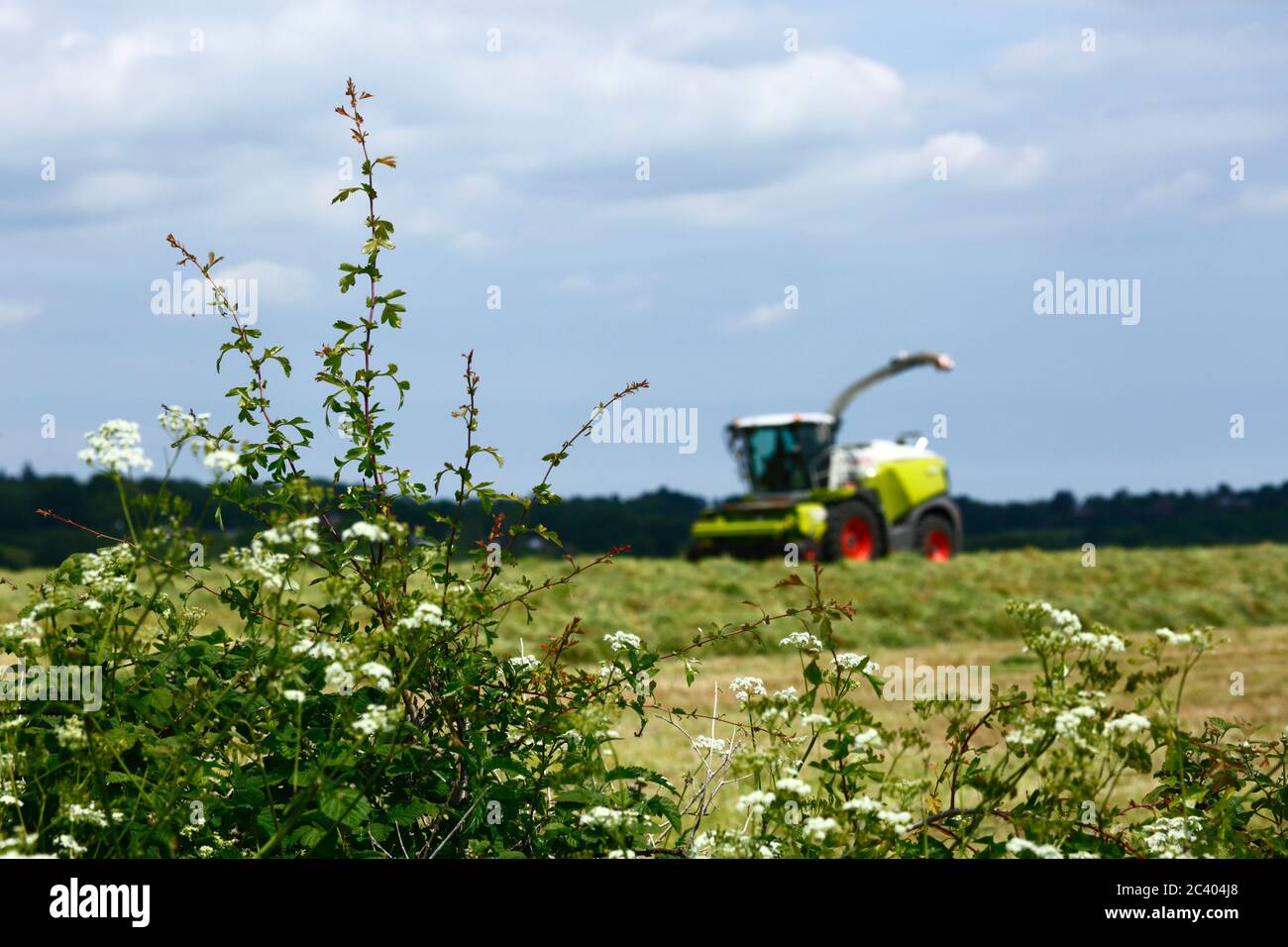 Forage harvester in field of recently cut grass and vegetation to make silage, Kent, England Stock Photo