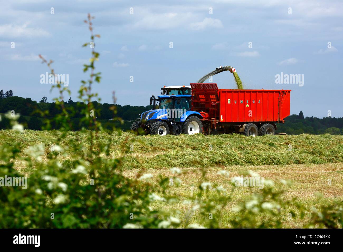 Forage harvester and tractor pulled trailer collecting recently cut grass and vegetation to make silage, Kent, England Stock Photo