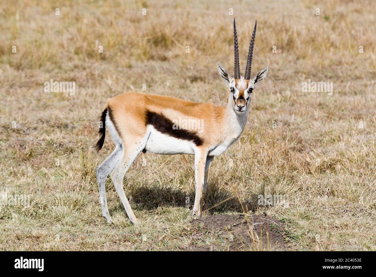 Thompsons gazelle horns hi-res stock photography and images - Alamy