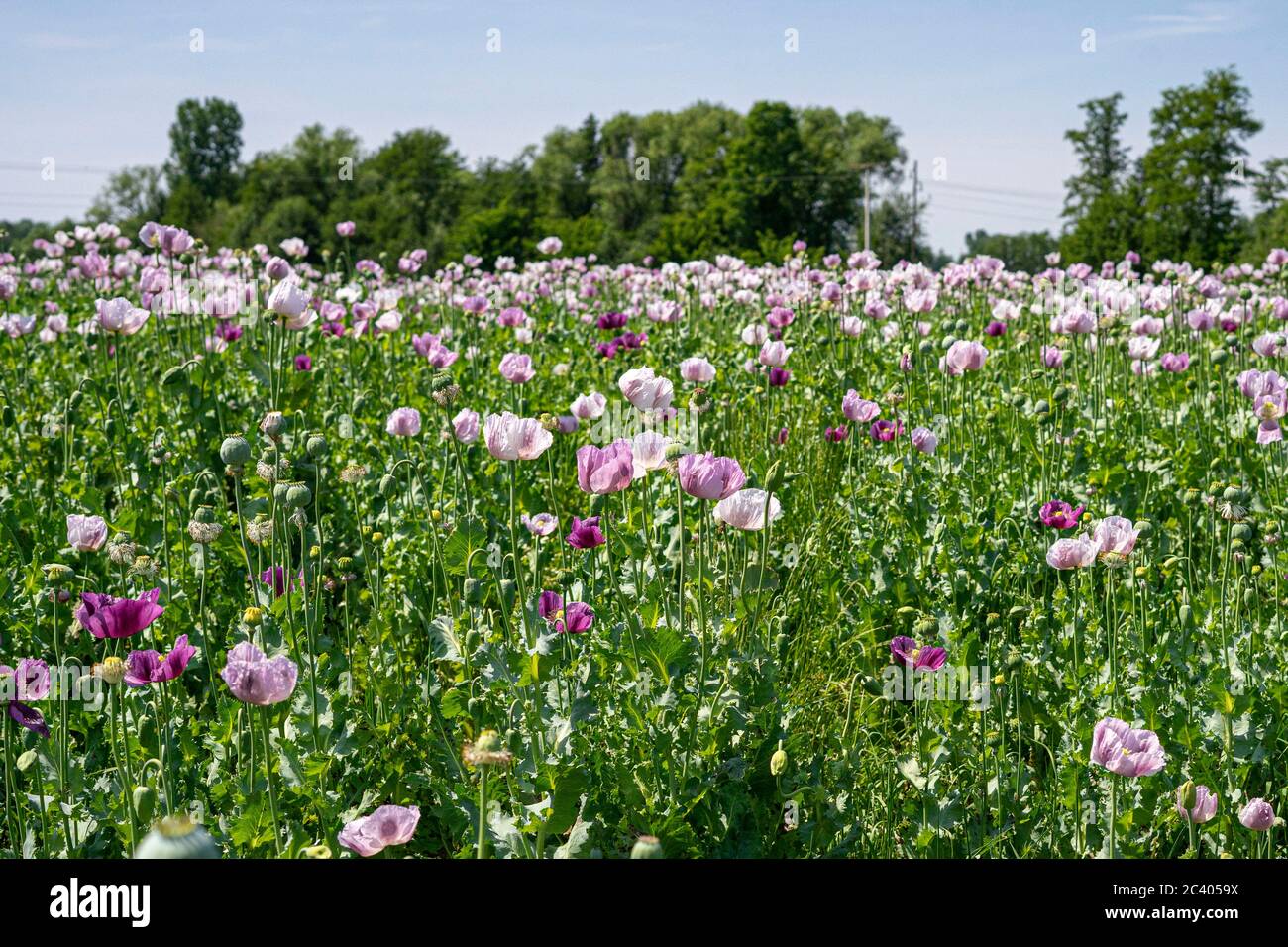 Beautiful poppy growing in the field Stock Photo