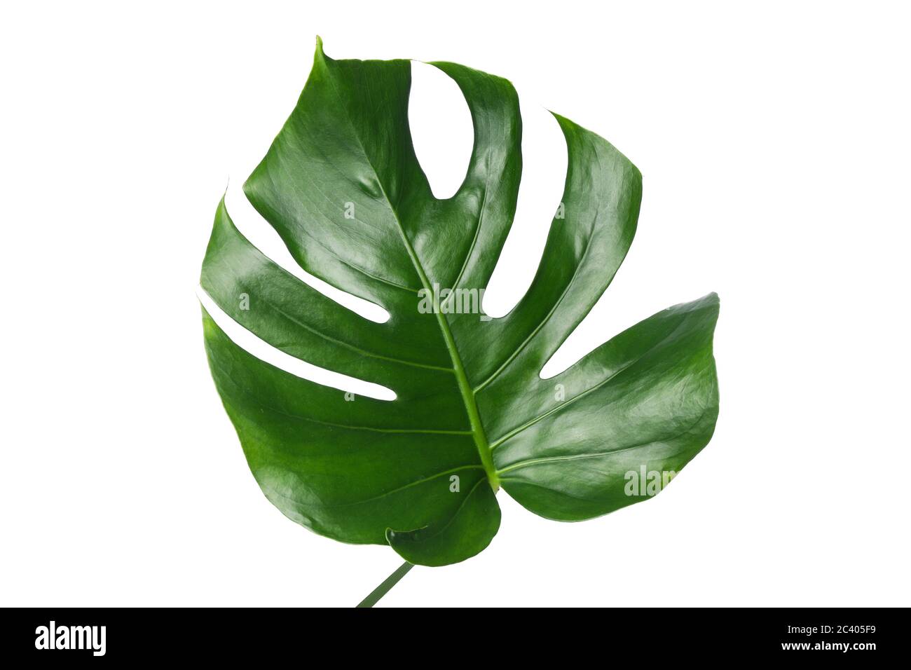 Green palm leaf isolated on white background Stock Photo - Alamy