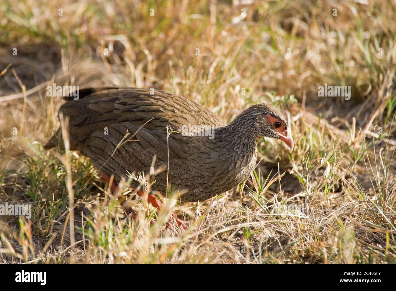 Red-necked Francolin (Francolinus afer) otherwise known as Red-necked Spurfowl, Maasai Mara, Kenya Stock Photo
