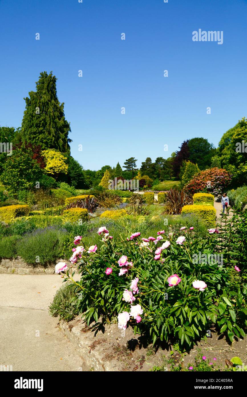 Peonies growing in flower bed next to sunken garden in Calverley