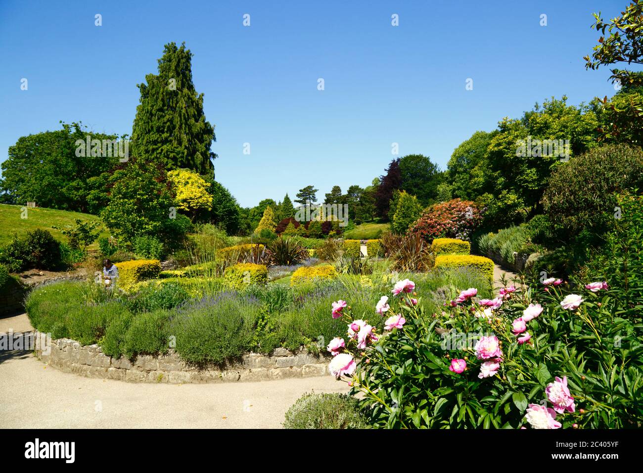 Peonies growing in flower bed next to sunken garden in Calverley