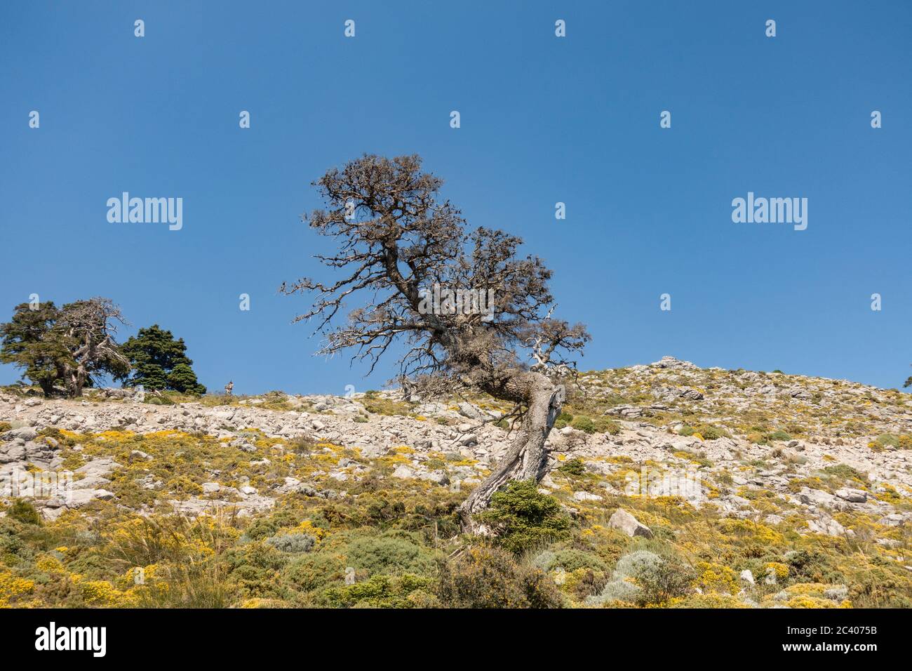 Dead tree Spanish fir (Abies Pinsapo) in Biosphere Reserve. Natural Park Sierra de las Nieves, Malaga province. Andalusia, Southern Spain. Europe. Stock Photo