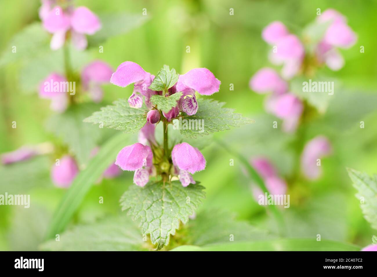 Beautiful spring flower corydalis. Spring primrose tufted (Corydalis) on a background of green spring meadows. Spring flower in selective focus. High Stock Photo