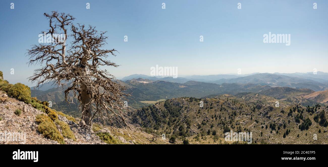 Sierra de las Nieves Natural Park, Old dead spanish fir tree (Abies pinsapo)  Biosphere Reserve., Malaga province. Andalusia, Southern Spain. Europe. Stock Photo