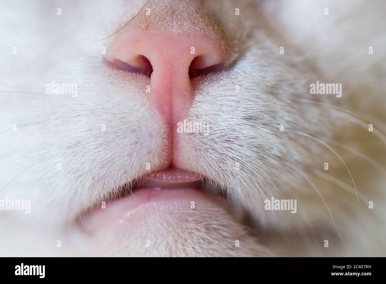 Кошка нос и рот. Кошачий нос крупно. Фон нежные носики кота. Кот с розовым носом.