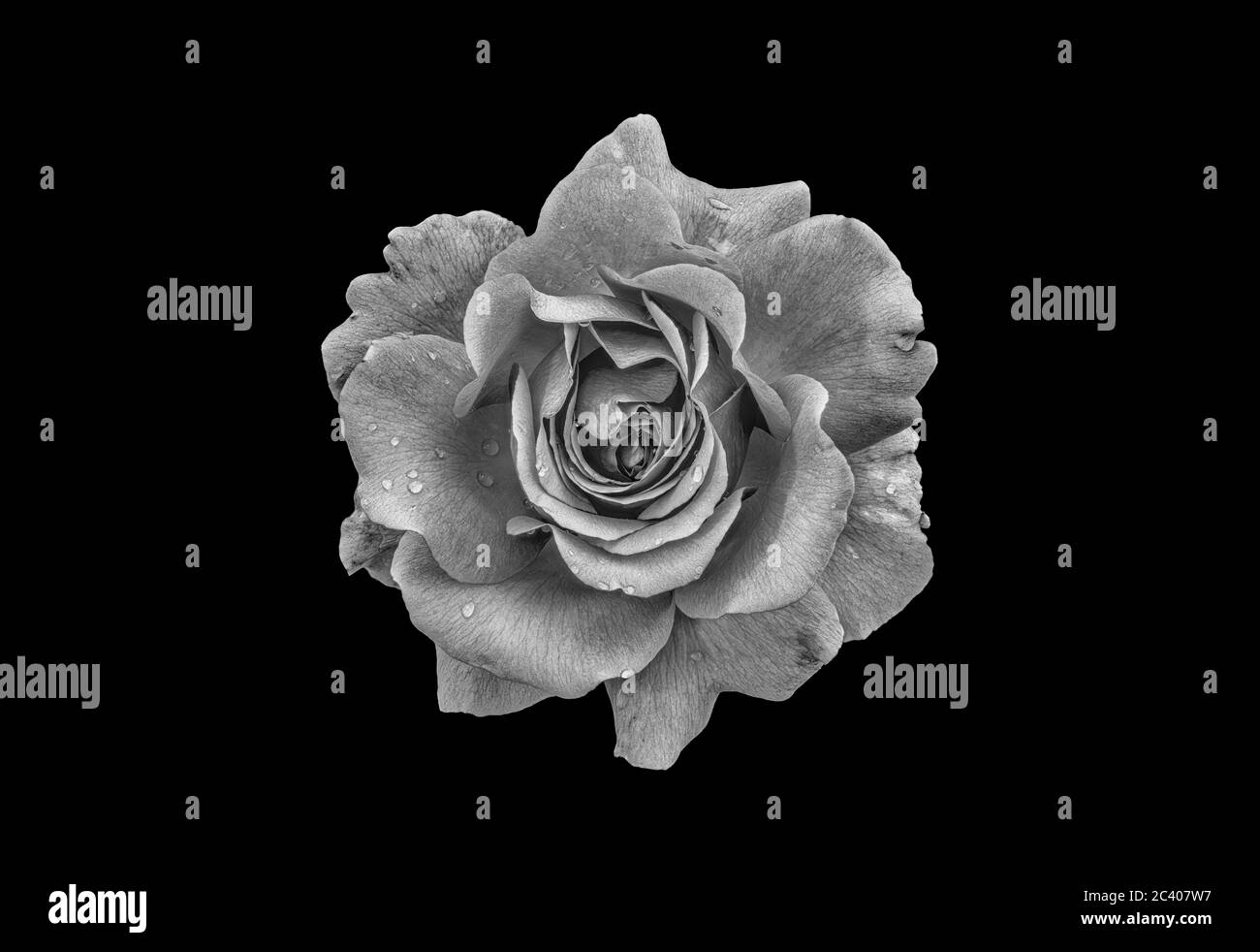 monochrome macro of a gray rose blossom on black background with rain droplets Stock Photo