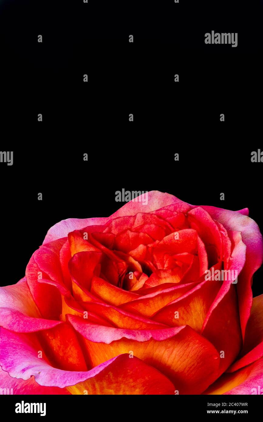 single isolated red orange pink rose blossom with rain drops on black background and detailed texture Stock Photo