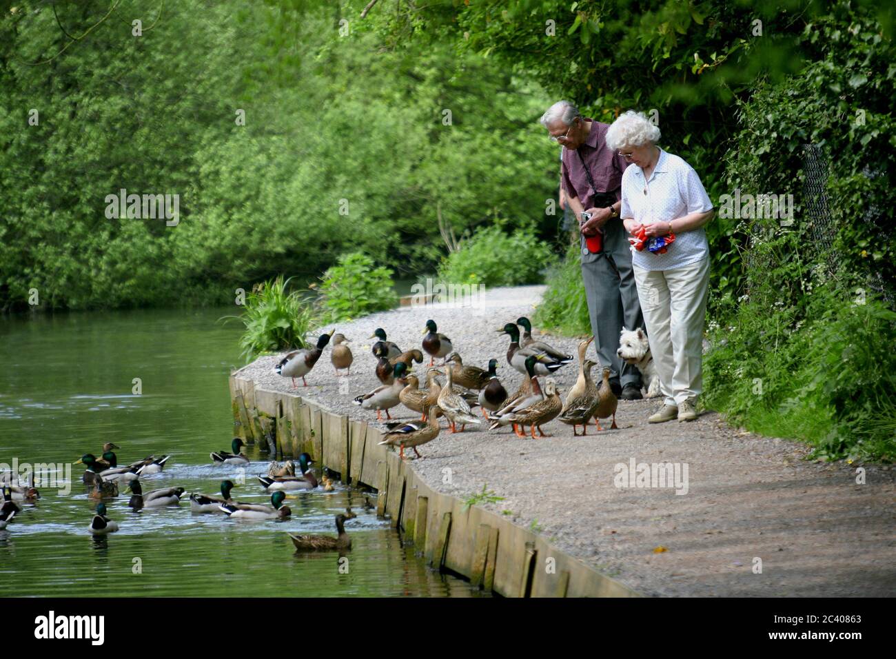 An elderly couple feed the ducks on the banks of the River Arle, New Alresford, England. Stock Photo