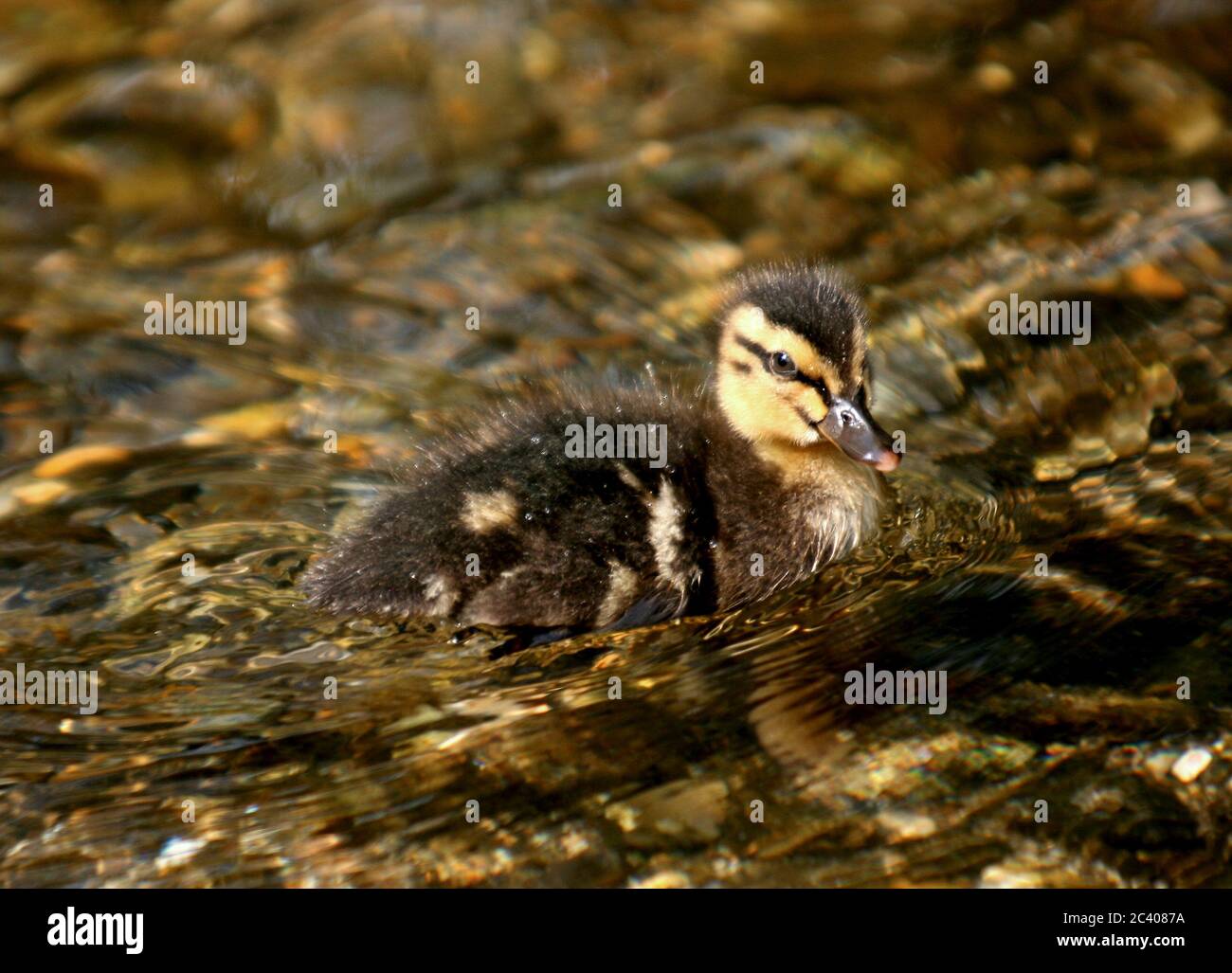 A cute newborn duckling swims on the River Arle, New Alresford, England. Stock Photo