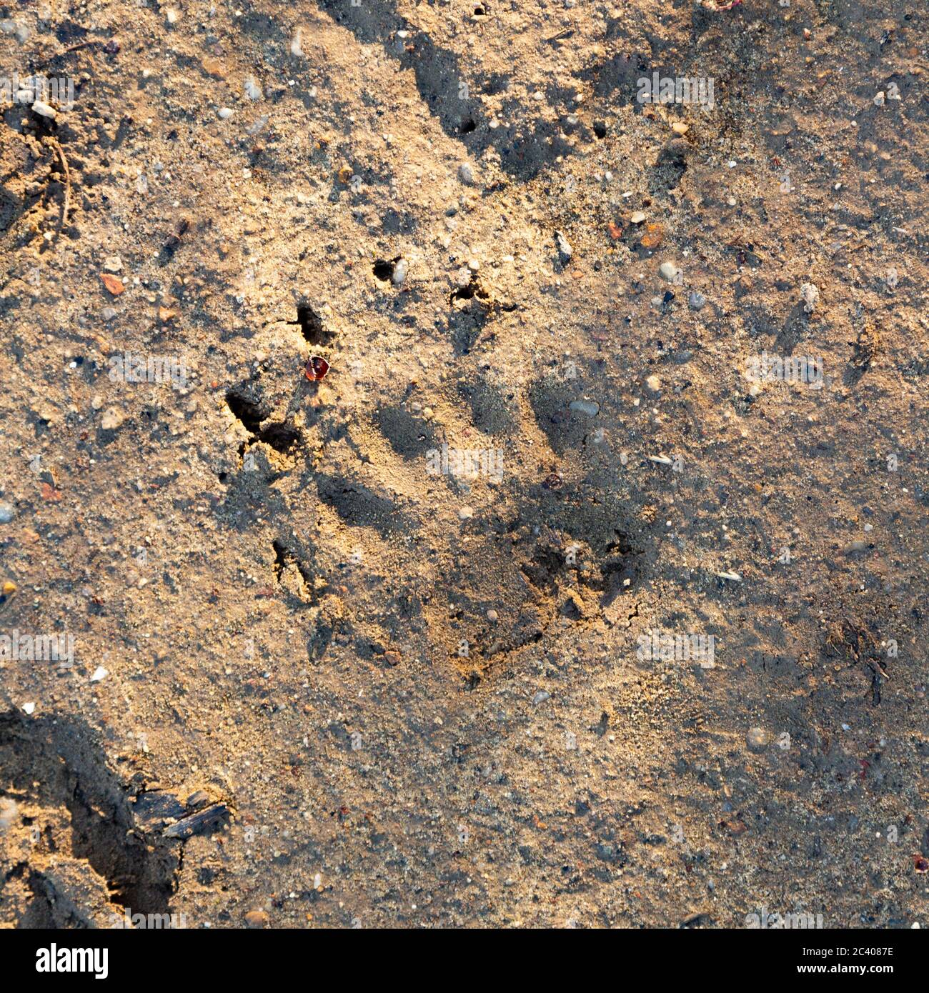 Badger track hi-res stock photography and images - Alamy