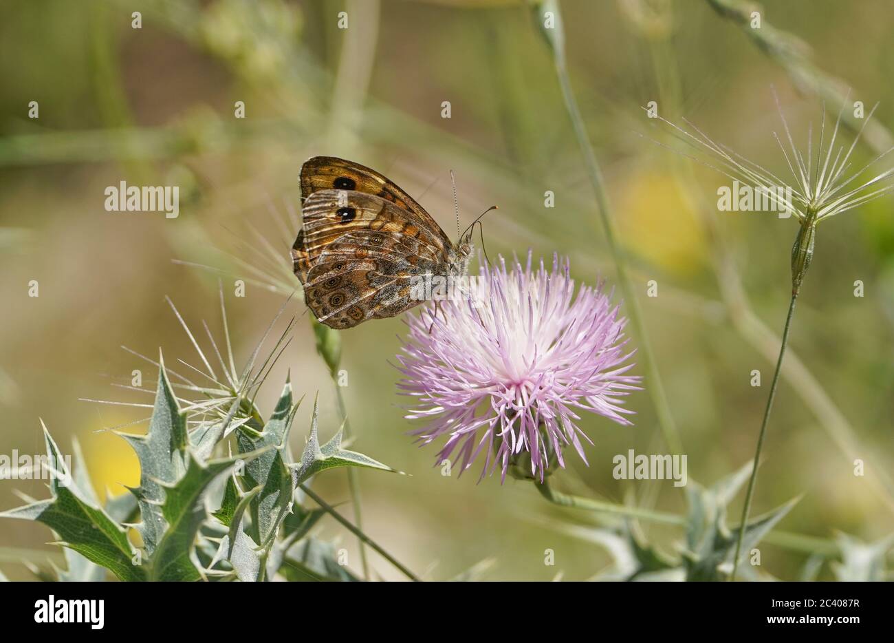Lasiommata megera, the wall butterfly, or wall brown butterfly, Mijas, Malaga, Spain. Stock Photo