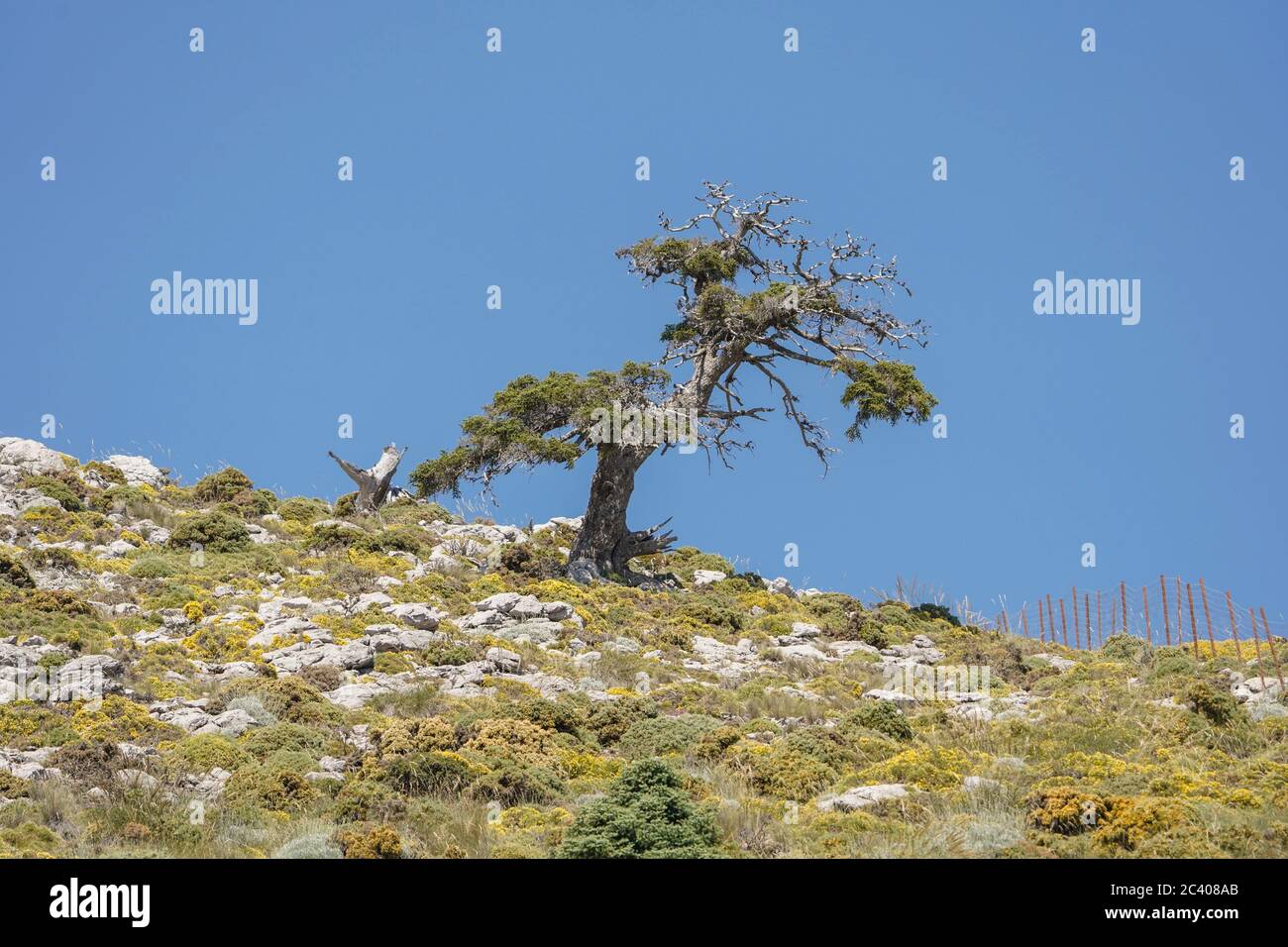 Sierra de las Nieves Natural Park, Old spanish fir tree (Abies pinsapo)  Biosphere Reserve., Malaga province. Andalusia, Southern Spain. Europe. Stock Photo