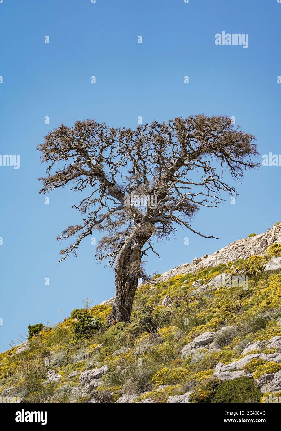 Sierra de las Nieves Natural Park, Old dead spanish fir tree (Abies pinsapo)  Biosphere Reserve., Malaga province. Andalusia, Southern Spain. Europe. Stock Photo