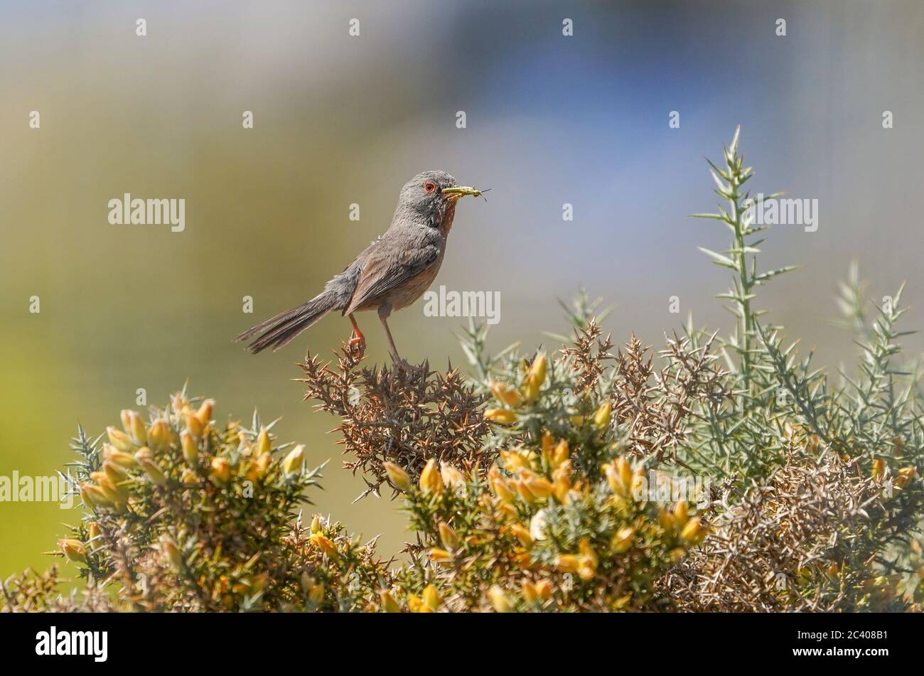 Dartford Warbler (Sylvia undata) bringing food to nest, Andalucia, Spain. Stock Photo