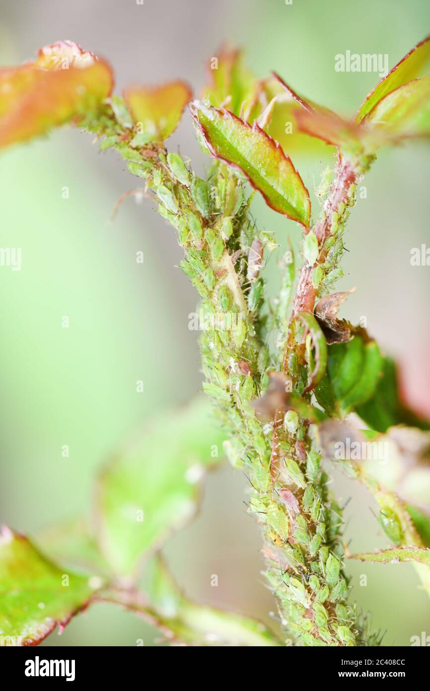 Melon and cotton aphid hires stock photography and images Alamy