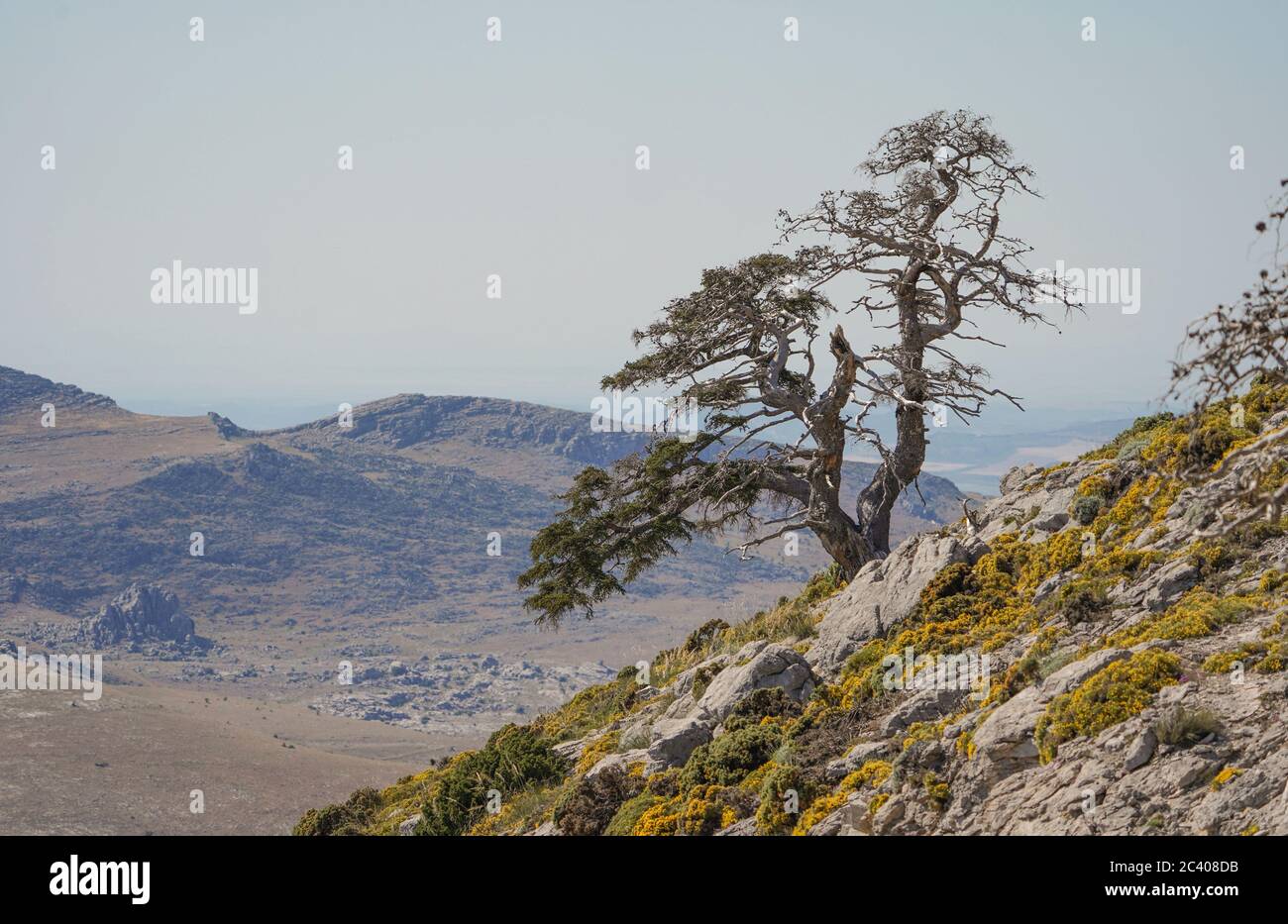 Sierra de las Nieves Natural Park, Old spanish fir tree (Abies pinsapo)  Biosphere Reserve., Malaga province. Andalusia, Southern Spain. Europe. Stock Photo