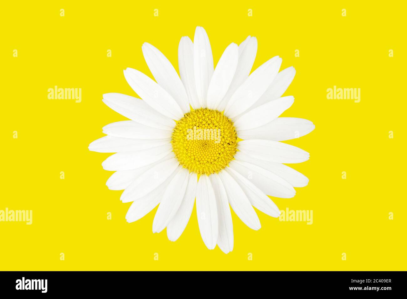 Large chamomile over yellow background. Top view isolatad on yellow background. Stock Photo