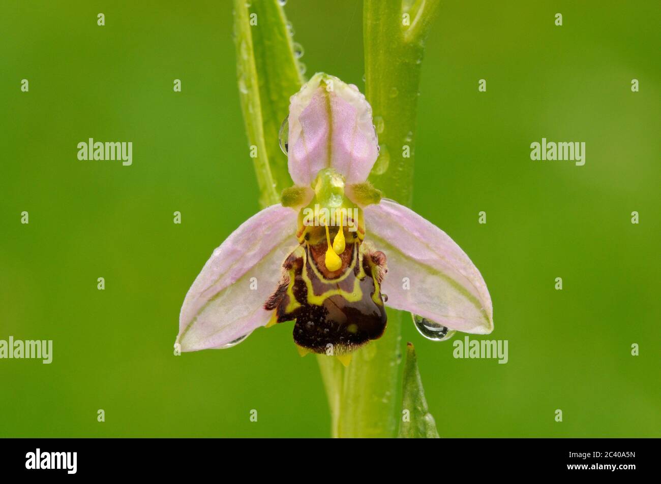Bee Orchid, Ophrys apifera, close up of flower, raindrops, June, Norfolk Stock Photo