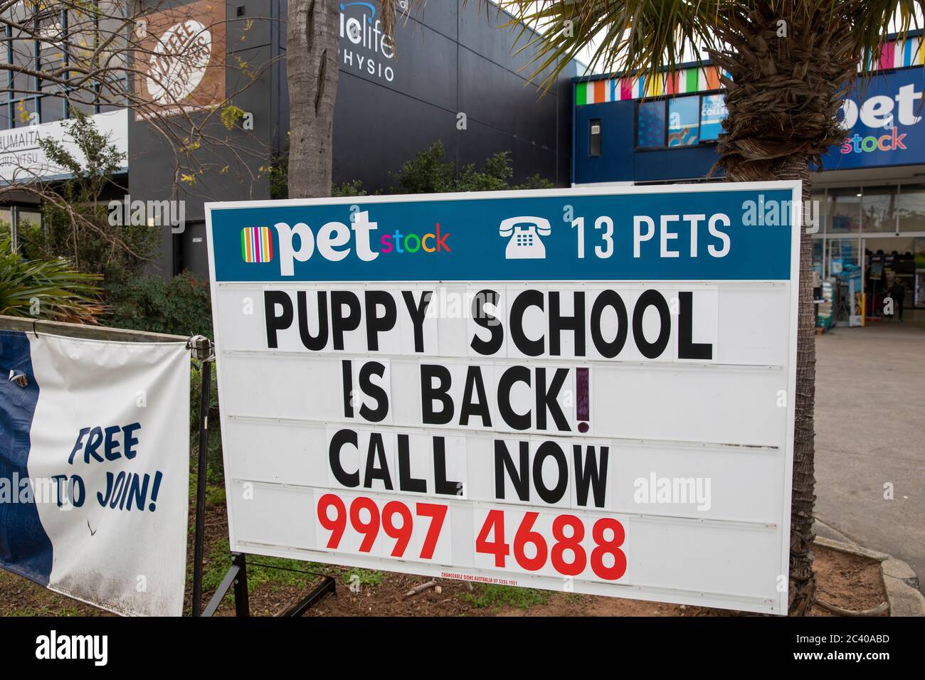 Puppy school at a pet store in Sydney Australia Stock Photo Alamy